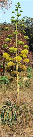 Agave americana
